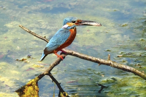 Eisvogel mit Fisch