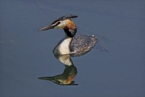 Haubentaucher