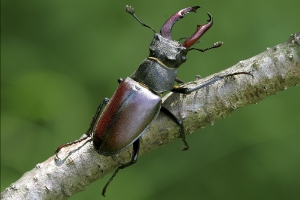 Hirschkäfer