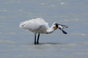 Löffler mit Fisch
