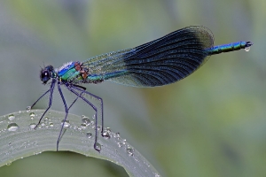 Prachtlibelle