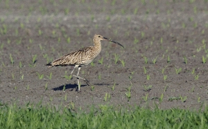 Brachvogel