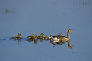 Gänsefamilie