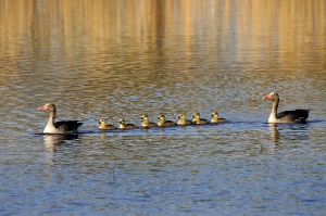 Graugansfamilie