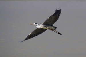 Graureiher im Flug