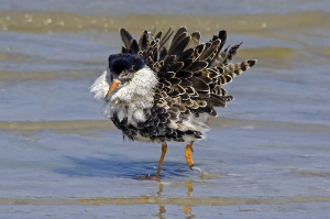 Kampfläufer