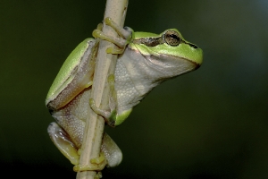 Laubfrosch