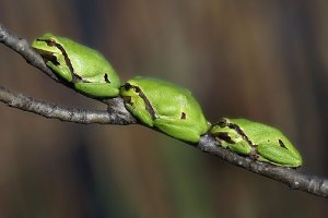 Laubfroschtrio