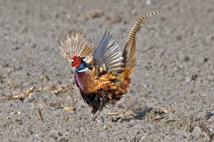 Rufender Fasan