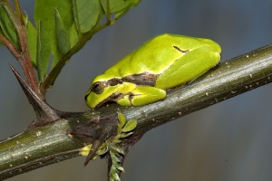 Ruhender Laubfrosch