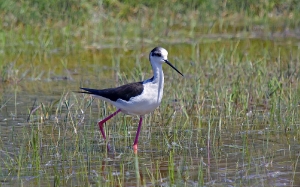 Stelzenläufer