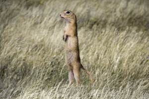 Ziesel
