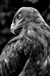 Scharfer Blick
