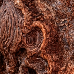 Baumdetail2