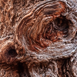 Baumdetail3