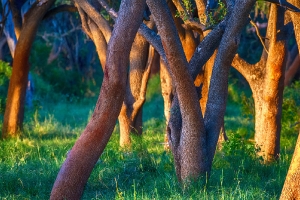 Bunter Baum
