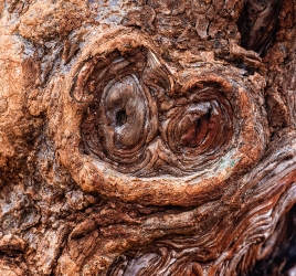 Baumdetail1