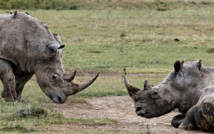 Breitmaulnashorn