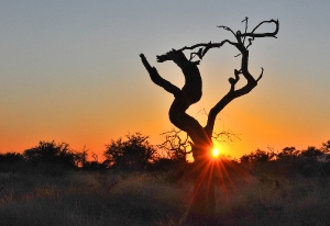 Dürrer Baum