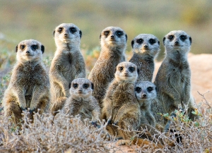 Erdmännchen