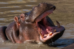 Fußpferd