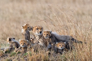 Gepardenfamilie_1