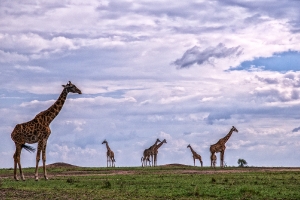 Giraffenversammlung
