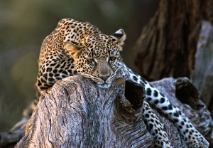 Leopard 