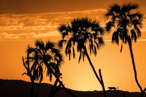 Leopard im Abendrot