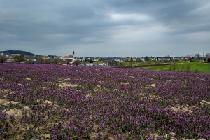 Münzbach _2