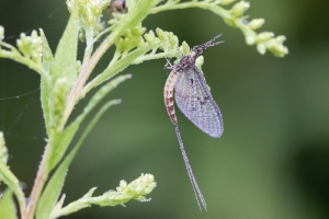 Eintagsfliege_1