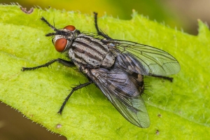 Fliege_1