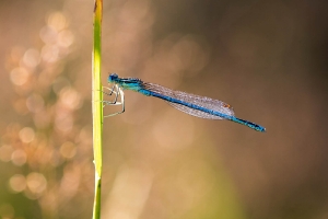 Libelle_2