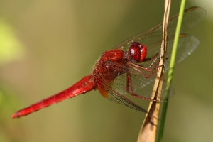 Libelle_3