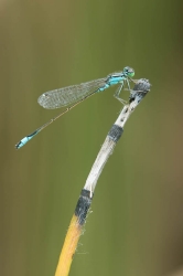 Makro 21_1