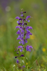 Makro 77_1