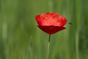Mohnblume_1