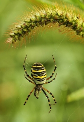 Spinne_1
