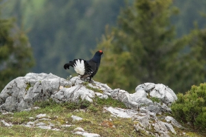 Birkhahn_1