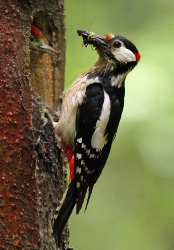 Buntspecht_1