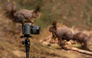 Eichhörnchenshooting_1