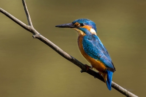 Eisvogel 3_1