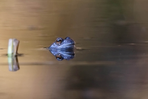 Frosch 1_1