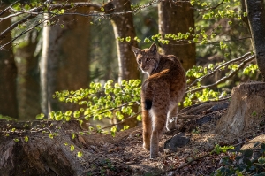 Luchs_1
