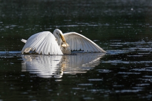 Reiher mit Fisch_1