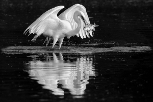 Reiher mit Fisch_1