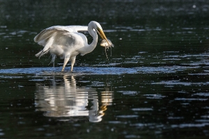 Reiher mit Fisch 2_1