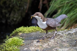 Wasseramsel_1