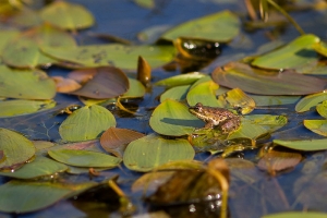 Der Frosch_1