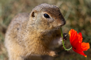 Ziesel mit Mohnblume_1